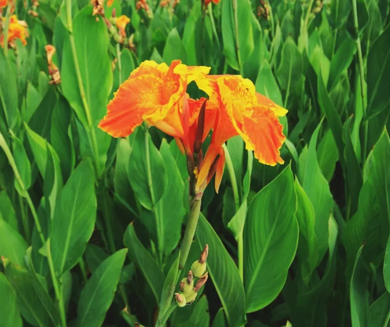 cannas entretien plante exterieur tropicale protection contre le gel en hiver