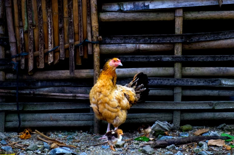 comment bien isoler le poulailler en hiver poules et poussins