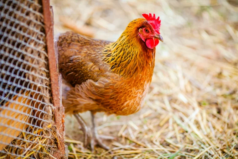 comment chauffer un poulailler en hiver coq paille