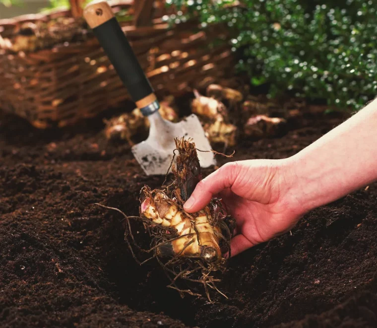 comment conserver les bulbes rhizomes de cannas dans le jardin astuce