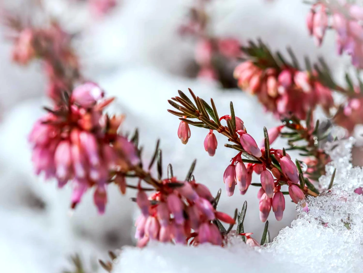 comment cultiver la bruyere d hiver fleurs roses neige