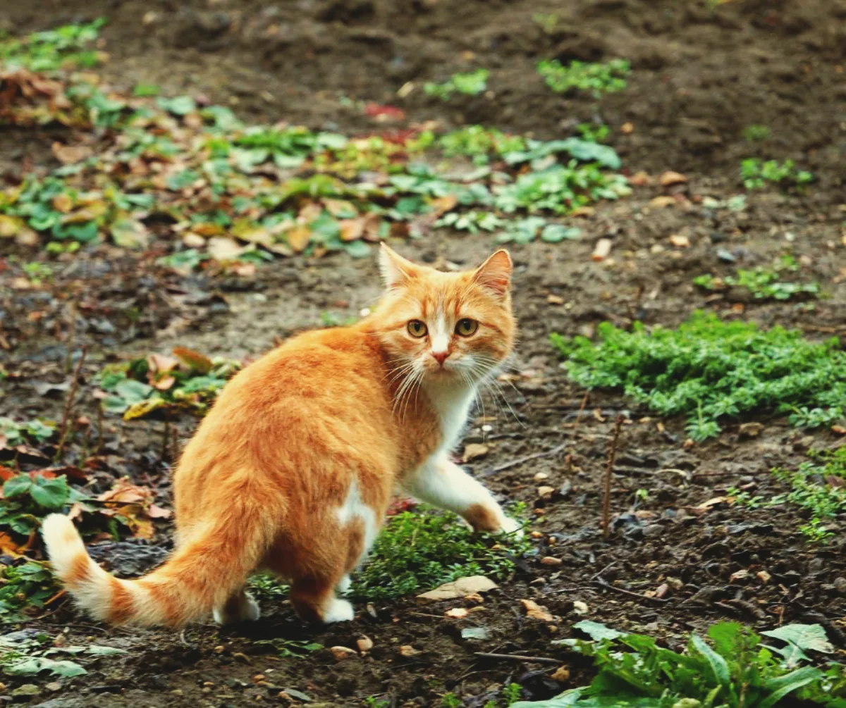 comment faire fuir les chats du jardin avec des agrumes et marc de café