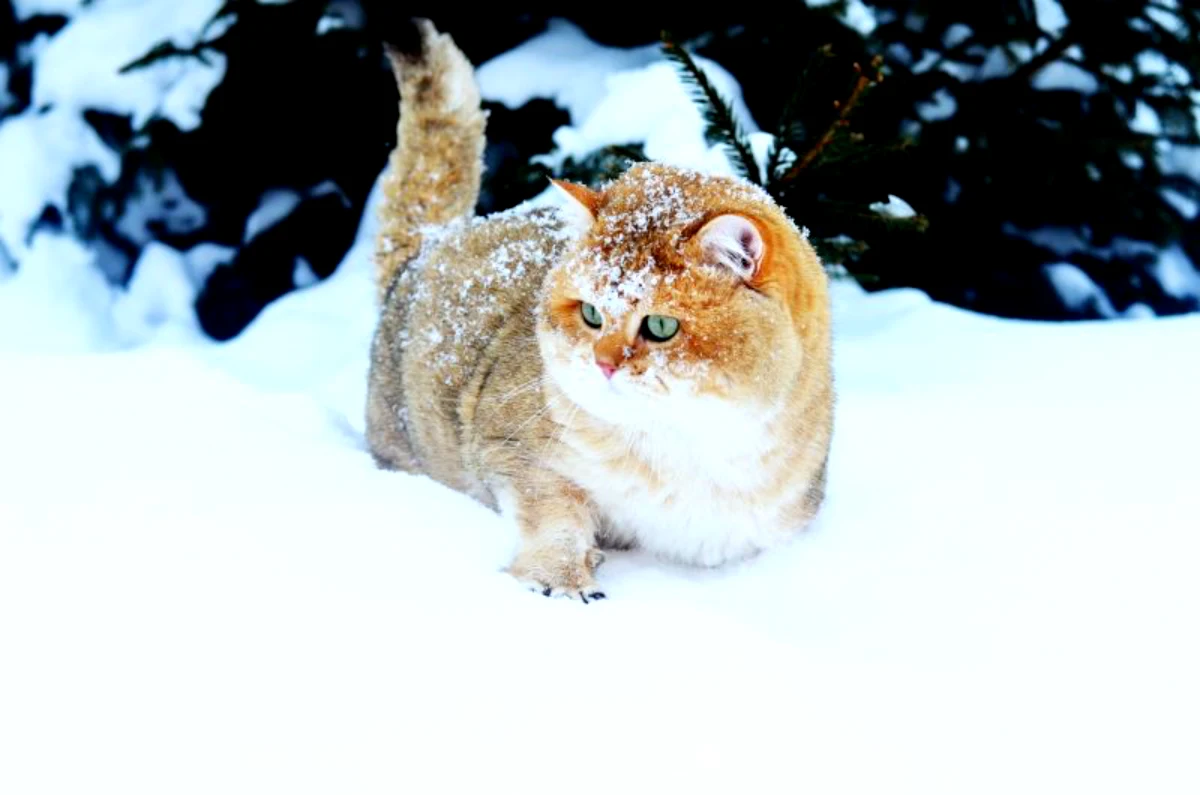 comment faire un abri pour les chats en hiver neige
