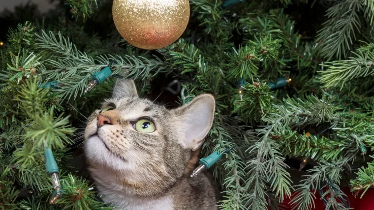 comment garder le chat loin de l arbre de noel