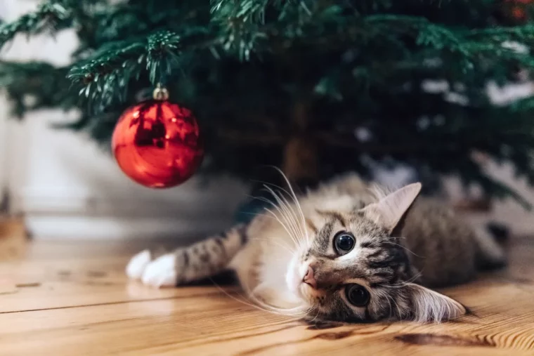 comment garder le chat loin du sapin de noel