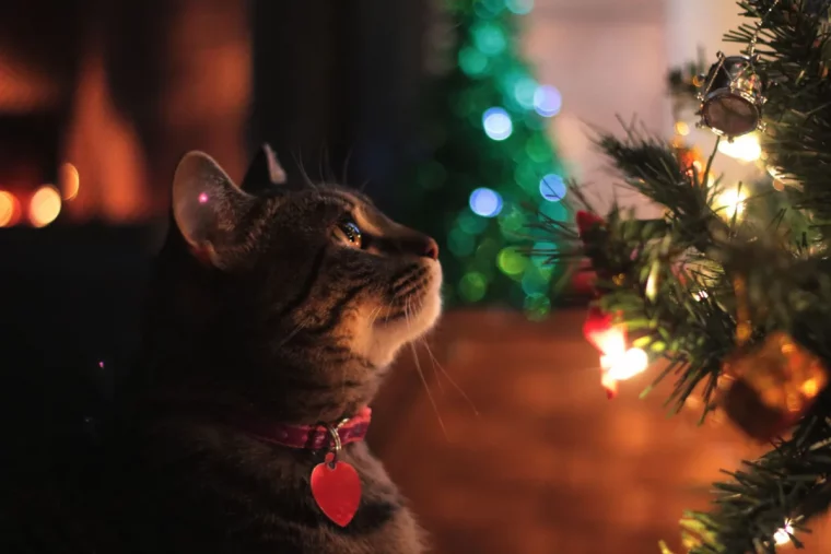 comment garder le chat loin du sapin de noel astuces