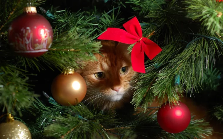 comment garder le chat loin du sapin de noel conseils