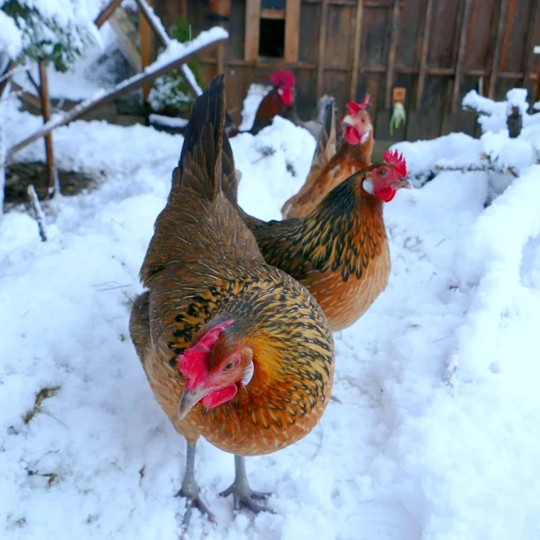 comment isoler facilement le poulailler cet hiver poules neige