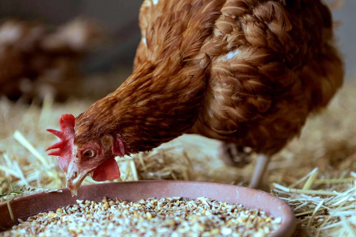 comment prendre soin des poules en hiver nourriture