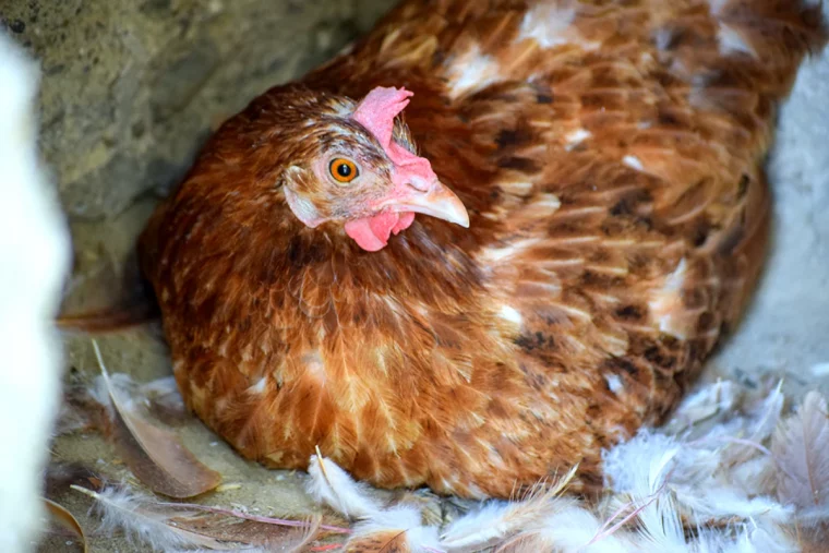 comment proteger les poules du froid poule rousse paille