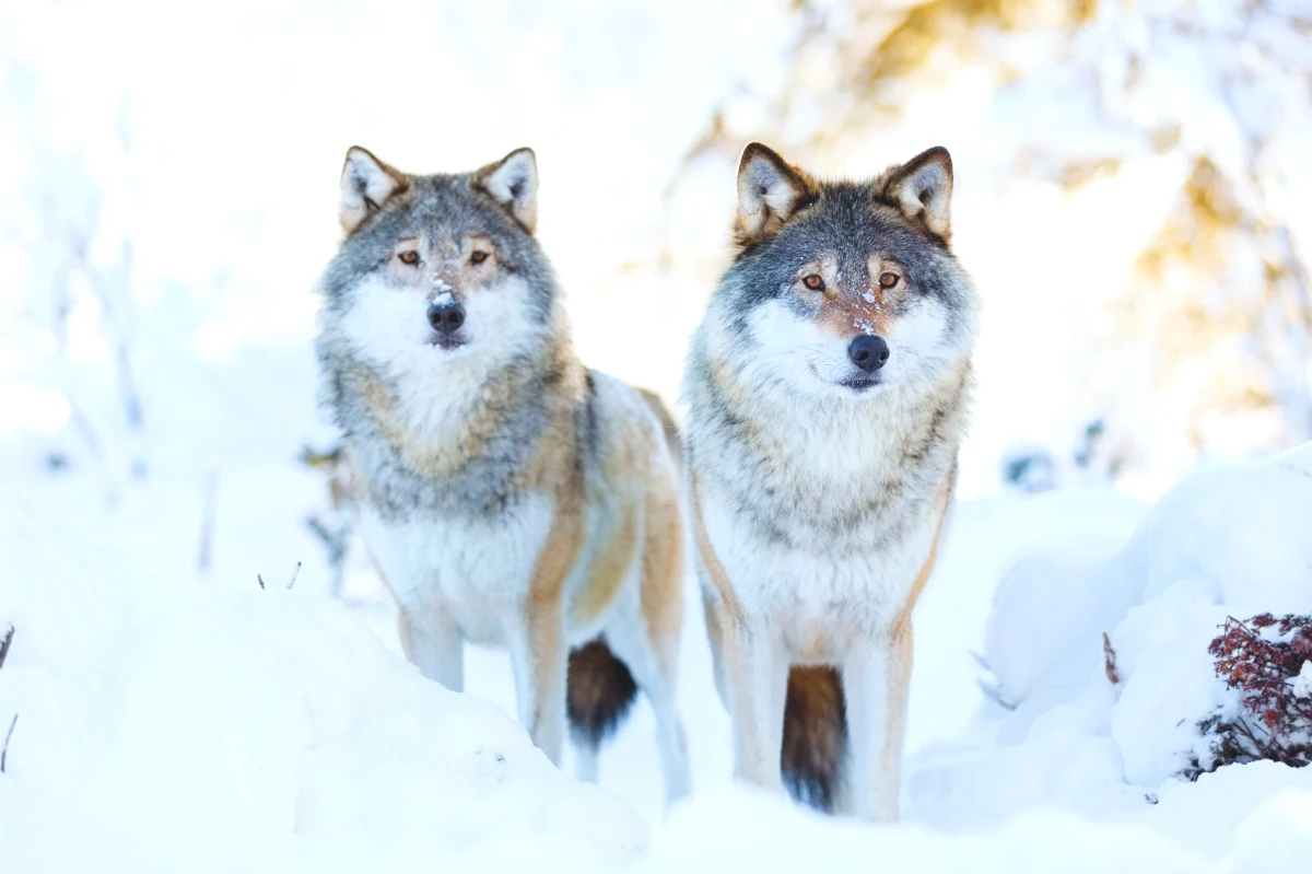 deux loups dans la neige