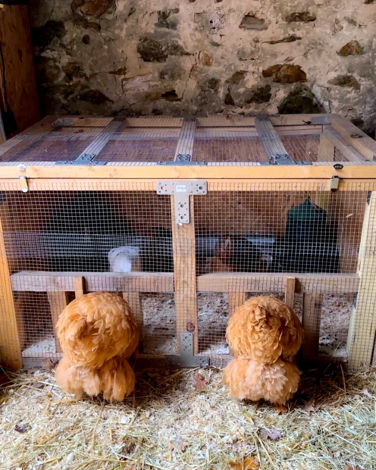 deux poules dans un poulailler paille par terre