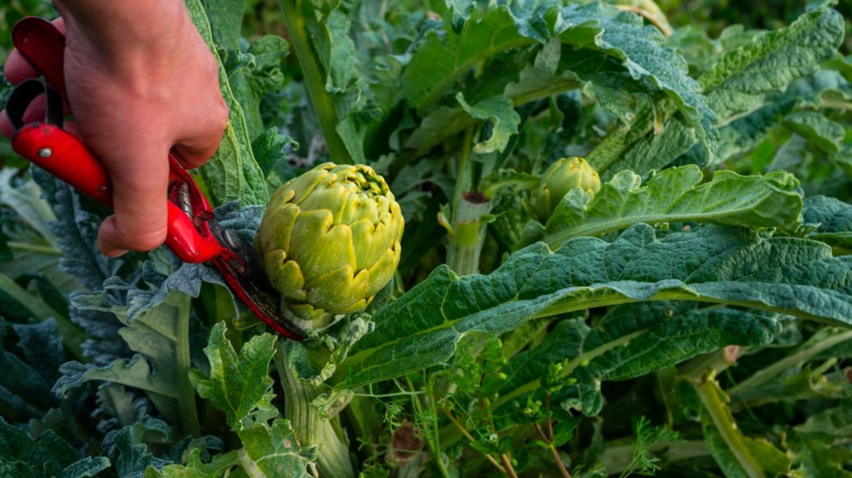 Artichauts en hiver : Pour ou contre le coupage des feuilles