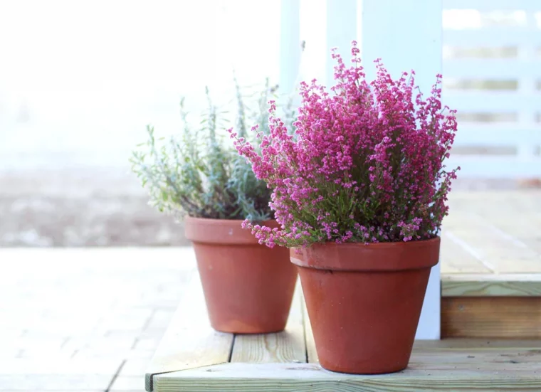 entretien de la bruyere d hiver en en pot fleurs roses