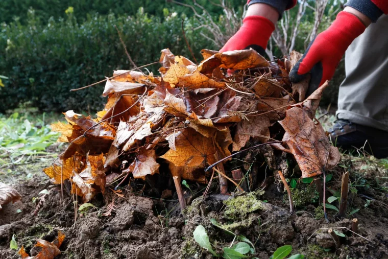 est ce que les feuilles mortes sont un bon paillis