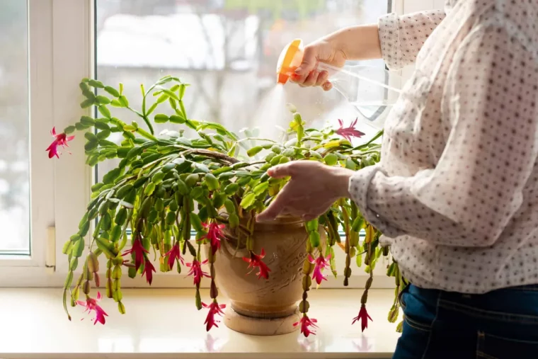 faut il brumiser les plantes succulentes cactus de noel arrosage