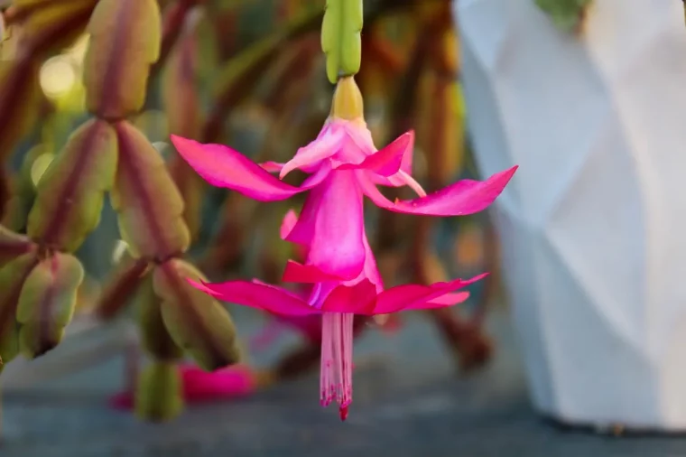 fleurs de cactus noel floraison lumiere pot blanc ceramique exterieur