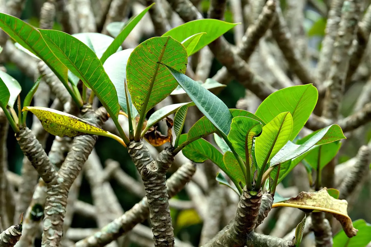 gros plan laterale de frangipanier avec des feuilles au sommet des branches