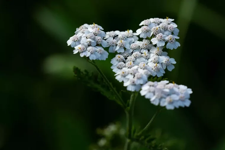 gros plan sur les floraisons blanches d achillee millefeuilles