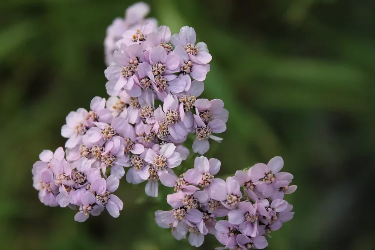 gros plan sur les floraisons rose pale d achillee millefeuilles