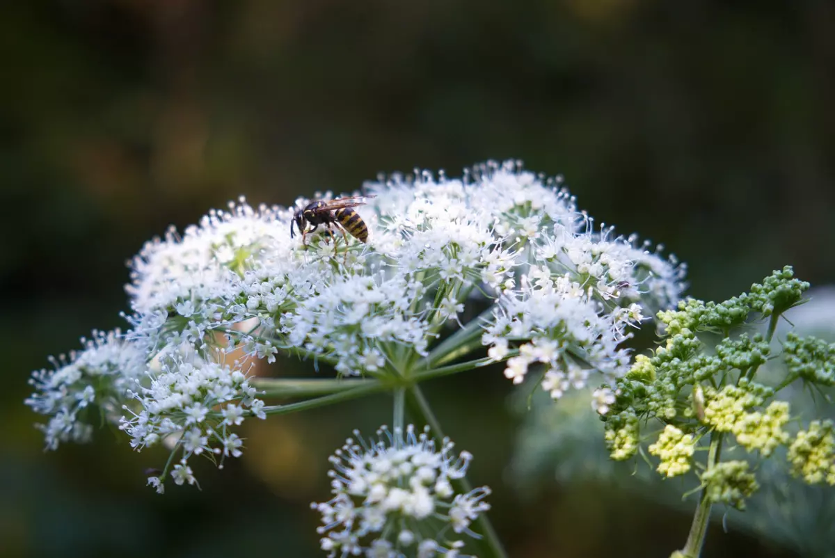 gros plan sur une abeille sur les fleurs blanches d achillee millefeuilles