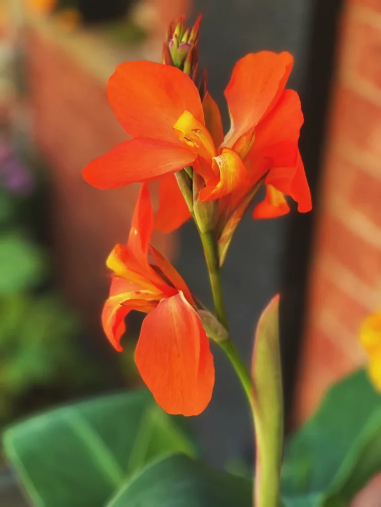 idée comment entretenir les cannas peut on les laisser en pleine terre