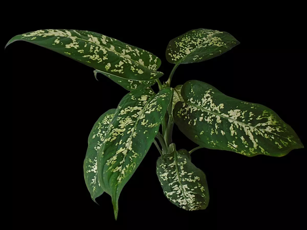 le feuilles tachetees de dieffenbachia sur fond noir