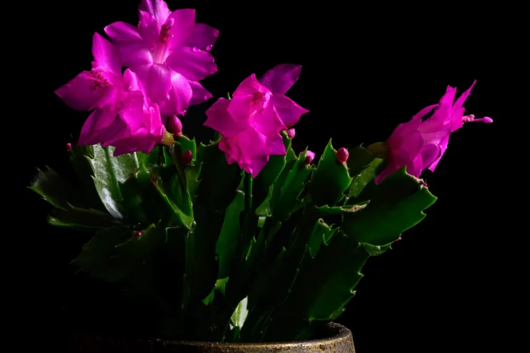 obscurite endroit sombre emplacement cactus noel entretien floraison