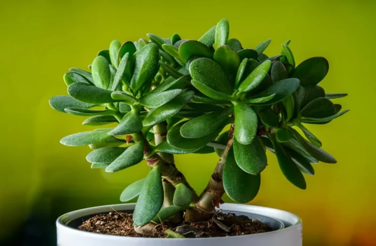 ou placer l arbre de jade pour une croissance optimale