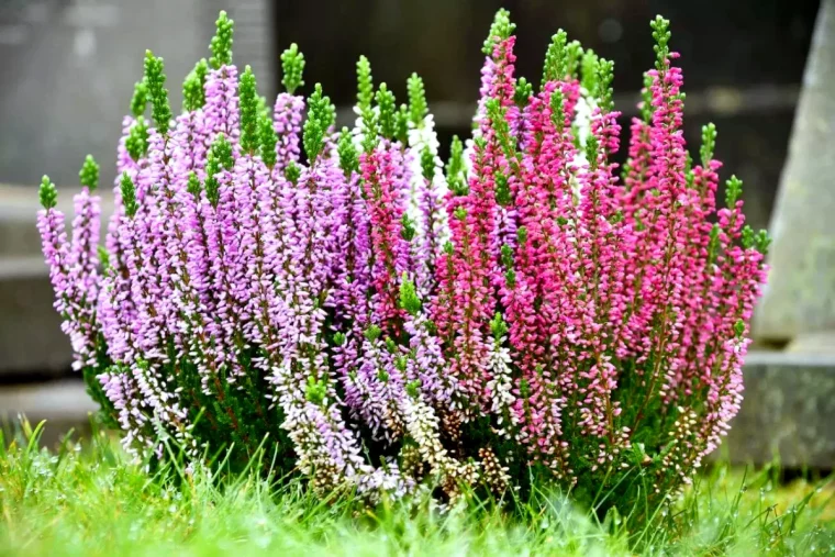 ou planter la bruyere d hiver pelouse vertes fleurs rouges roses blanches