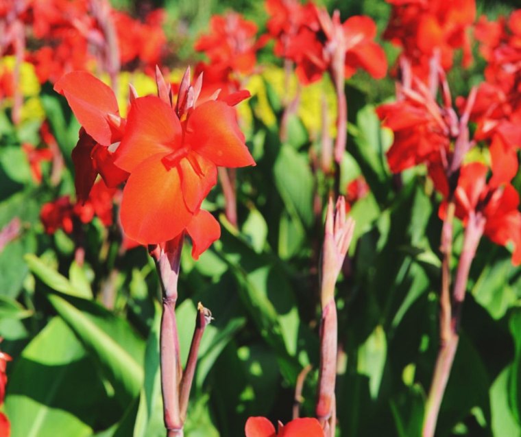 peut on laisser les cannas en pleine terre enhiver astuces entretien fleurs hiver