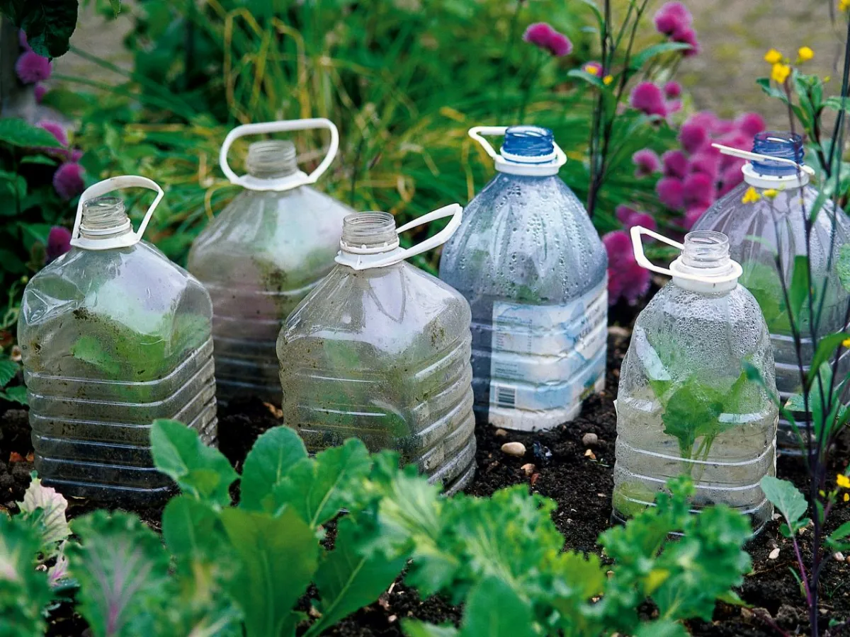 placer des bouteilles pour proteger les legumes