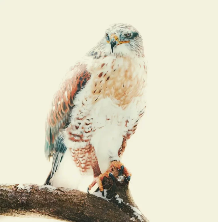 placer une mangeoire à l abri des oiseaux rapaces idée où installer une mangeoire à oiseaux en hiver