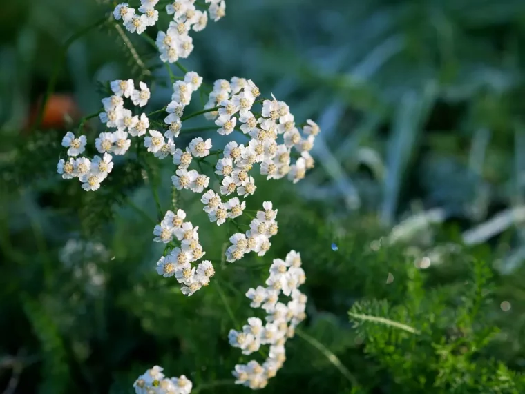 plan centre sur les fleurs blanches d achillee millefeuilles