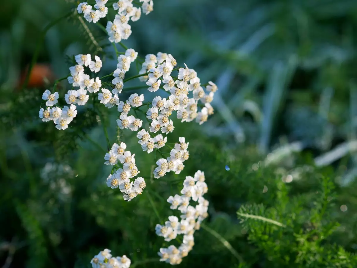 plan centre sur les fleurs blanches d achillee millefeuilles