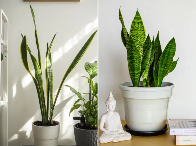 plantes d interieur qui chassent l energie negative langue de belle mere