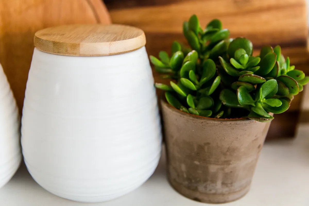 pot aspect beton conteneur blanc ceramique couvercle bois planche decouper jade plante