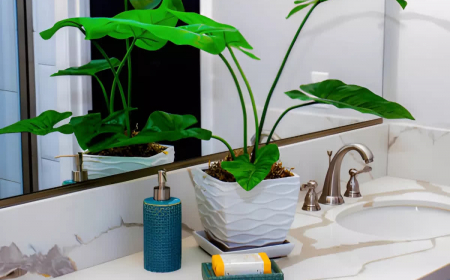 pot carre avec une plante verte aux grandes feuilles qui se refletent devant un miroir dans une salle de bain
