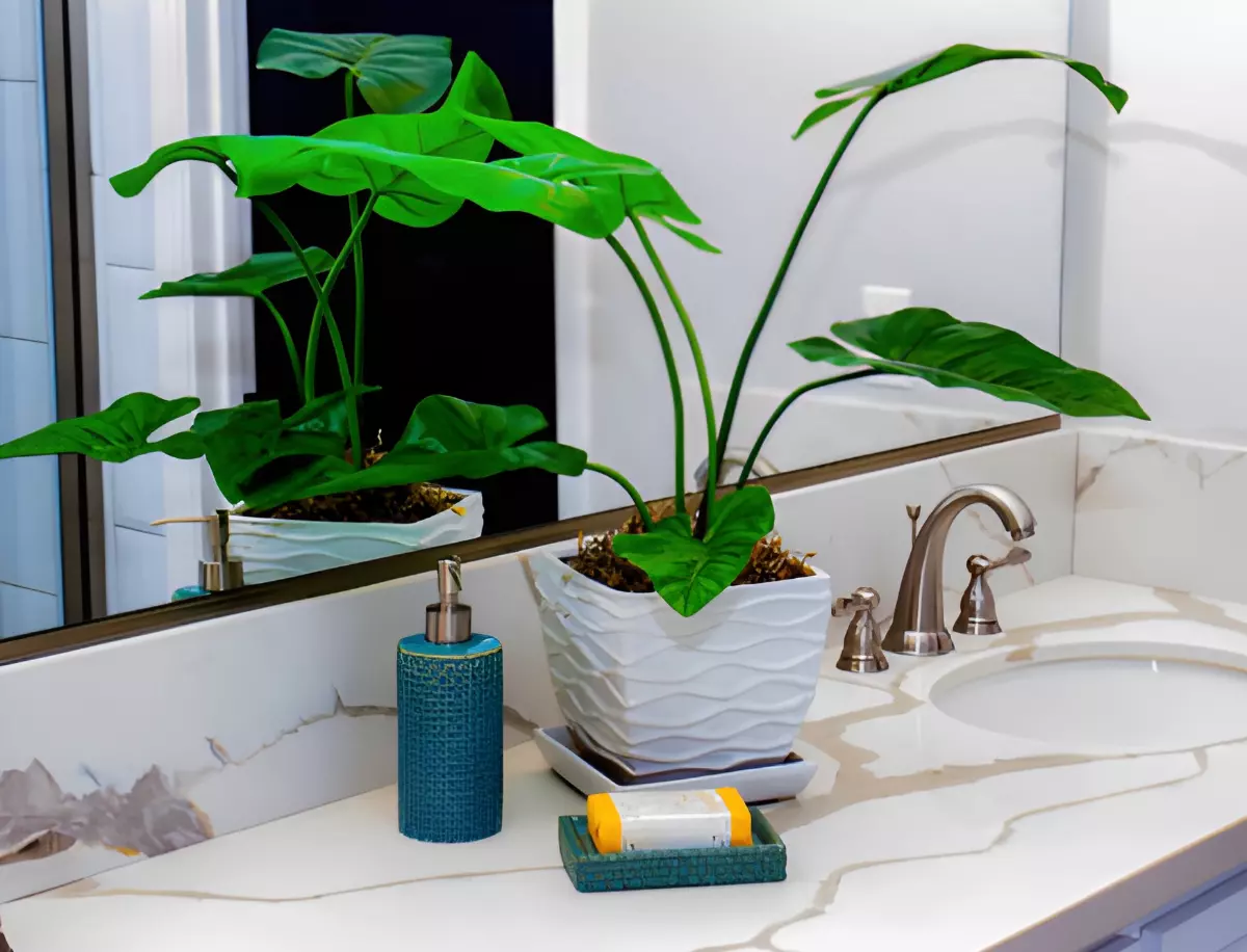 pot carre avec une plante verte aux grandes feuilles qui se refletent devant un miroir dans une salle de bain