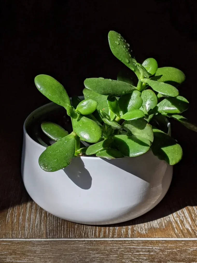 pot ceramique jeune plante jade succulente gouttes d eau soleil