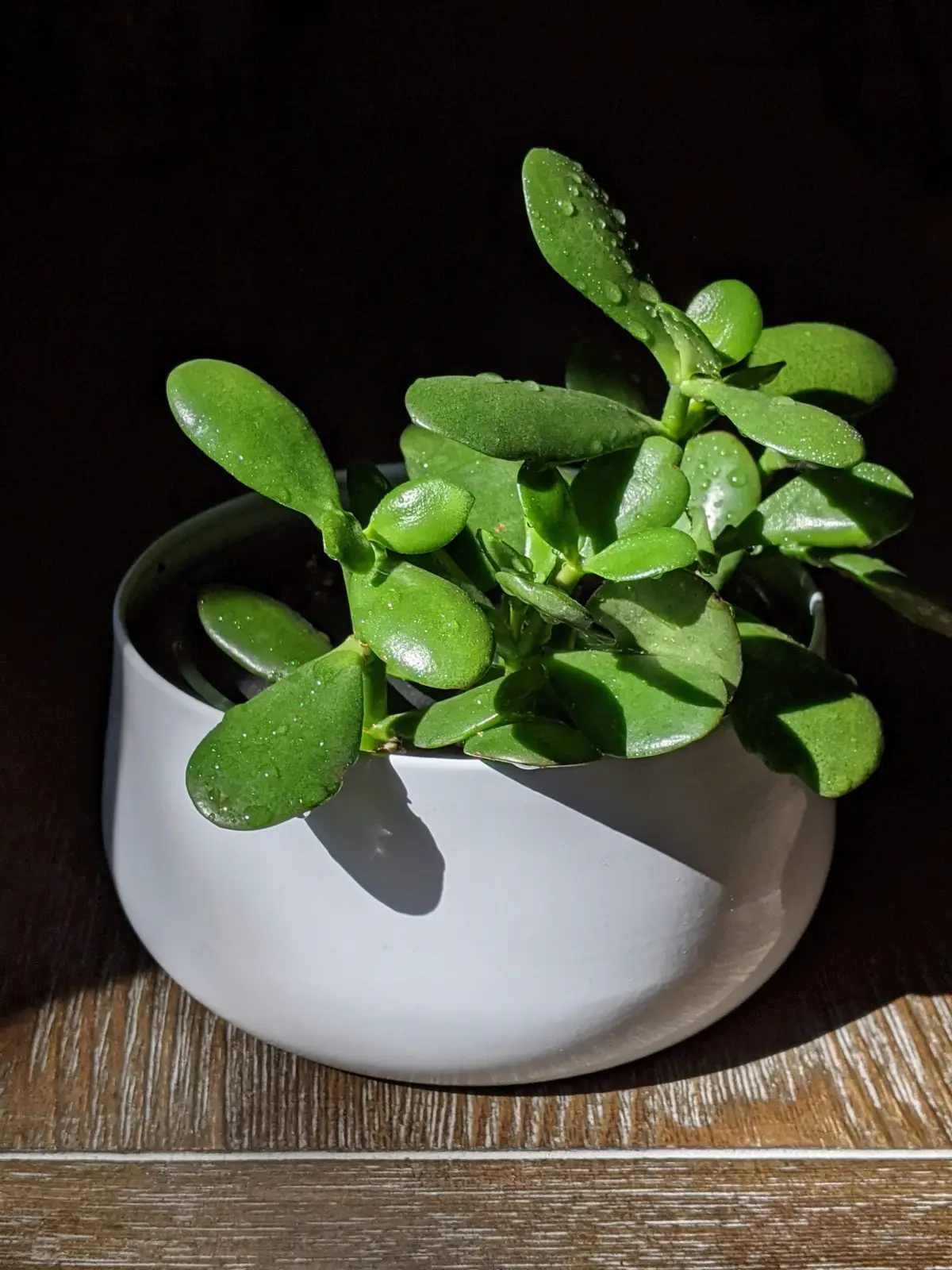 pot ceramique jeune plante succulente gouttes d eau soleil l'arbre de jade entretien