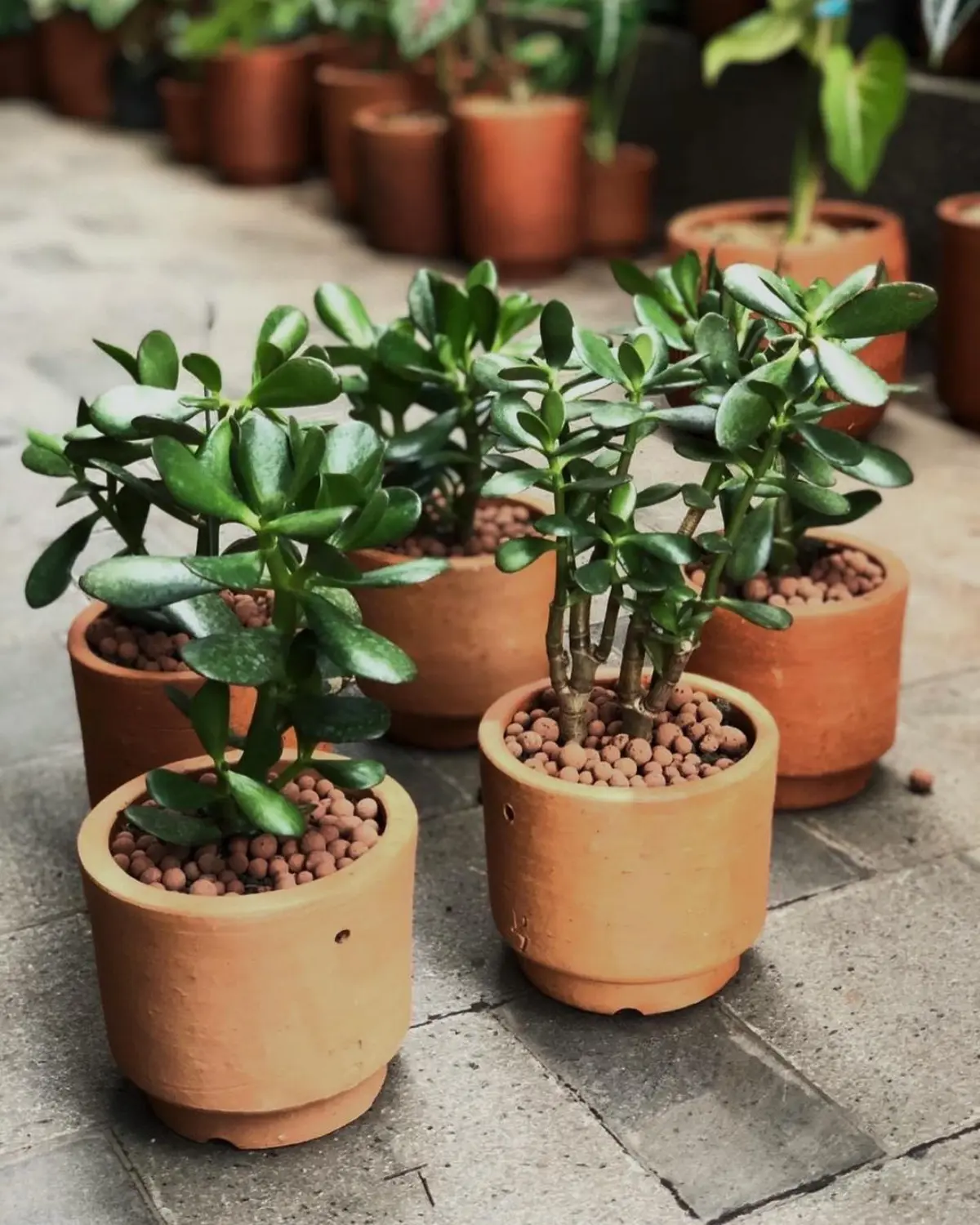 pot terre cuite plantes succulentes sol dalle beton surface