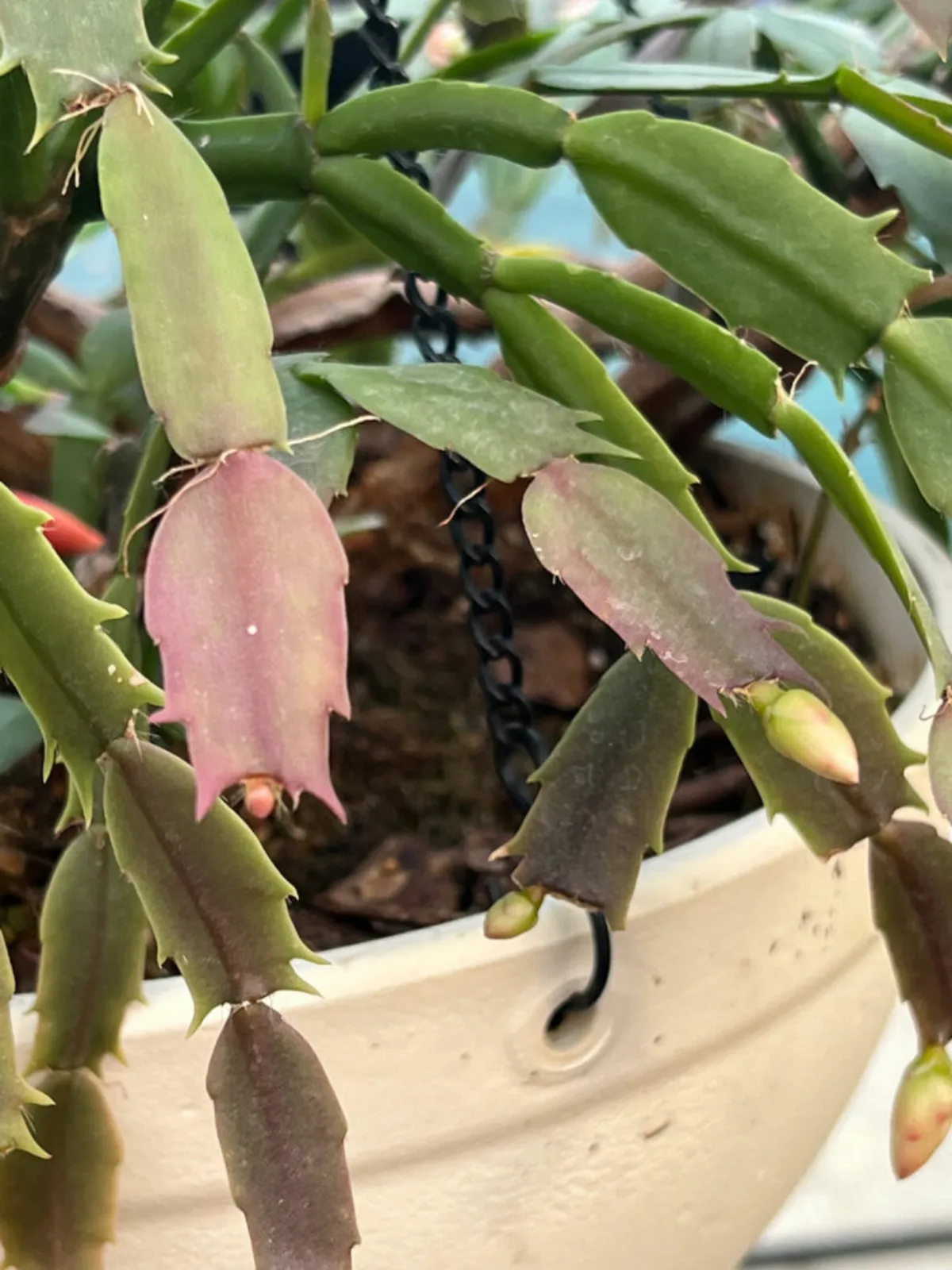 pourquoi les bouts des feuilles du cactus de noel deviennent violets