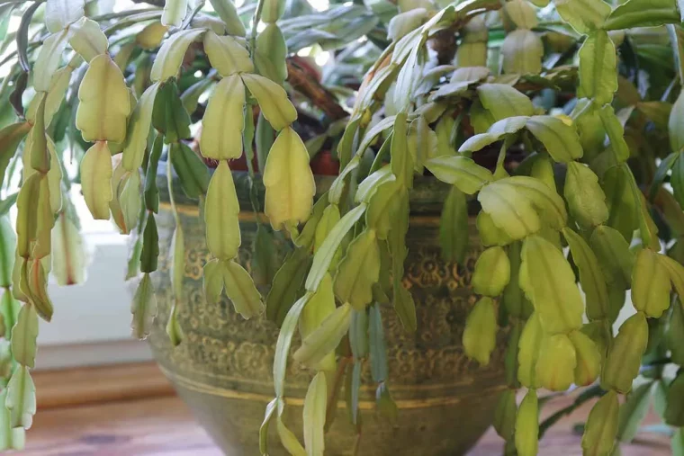 pourquoi les feuilles de mon cactus de noel sont molles