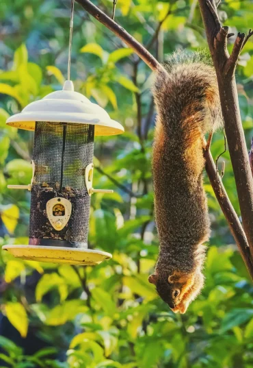 priteger des ecureuils idée où placer une mangeoire à oiseaux dans le jardin