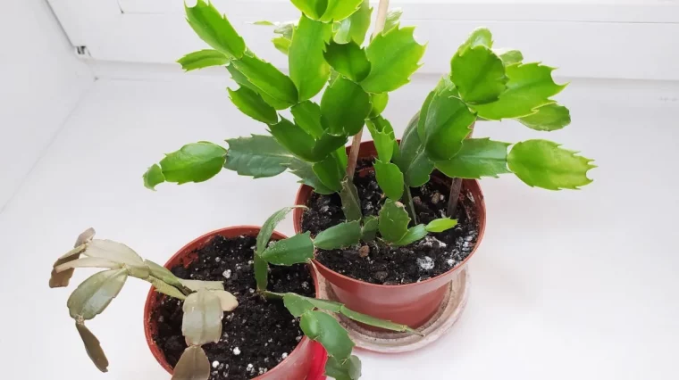 quand bouturer cactus de noel pots plastique soucoupe rebord fenetre lumiere