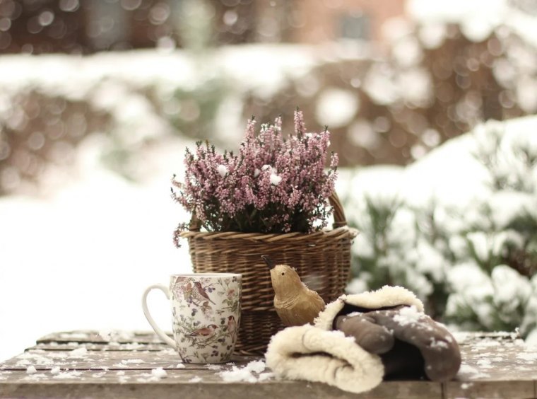 quand et comment proteger le jardin du froid