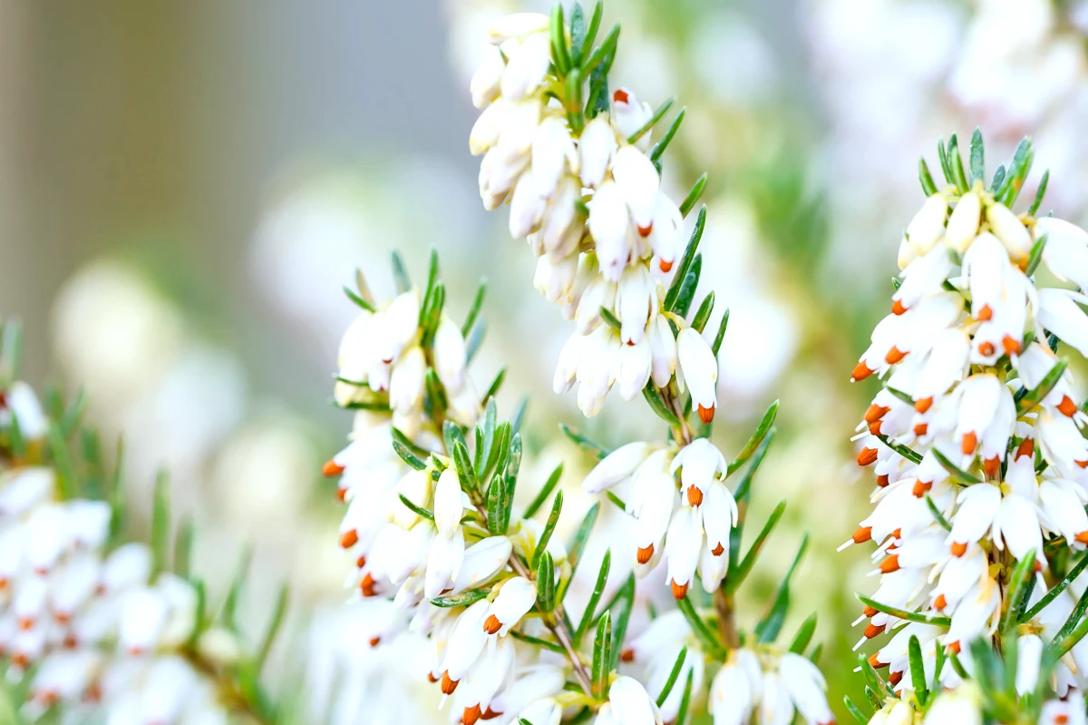 quelle bruyere pour l hiver fleurs blanches