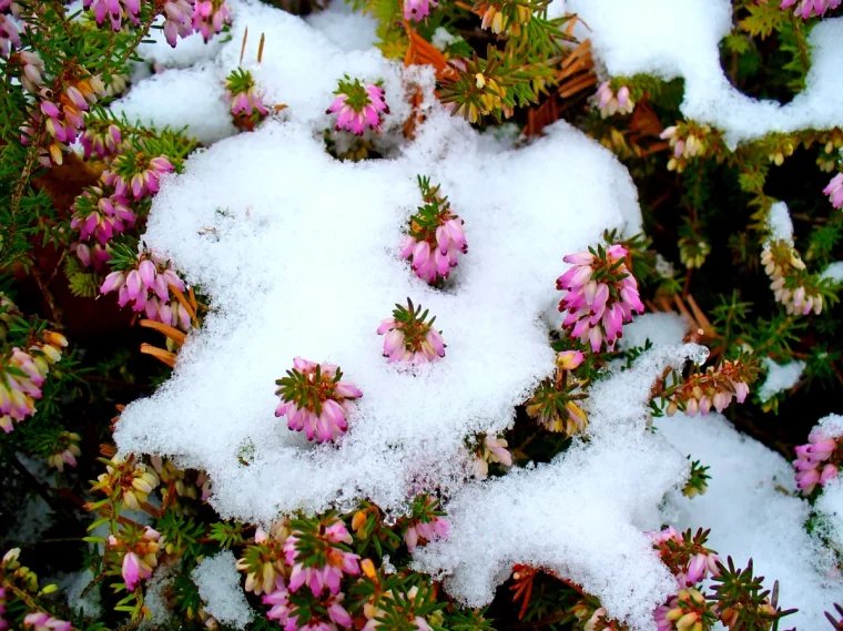 quelle plante planter en hiver pour resister a la neige