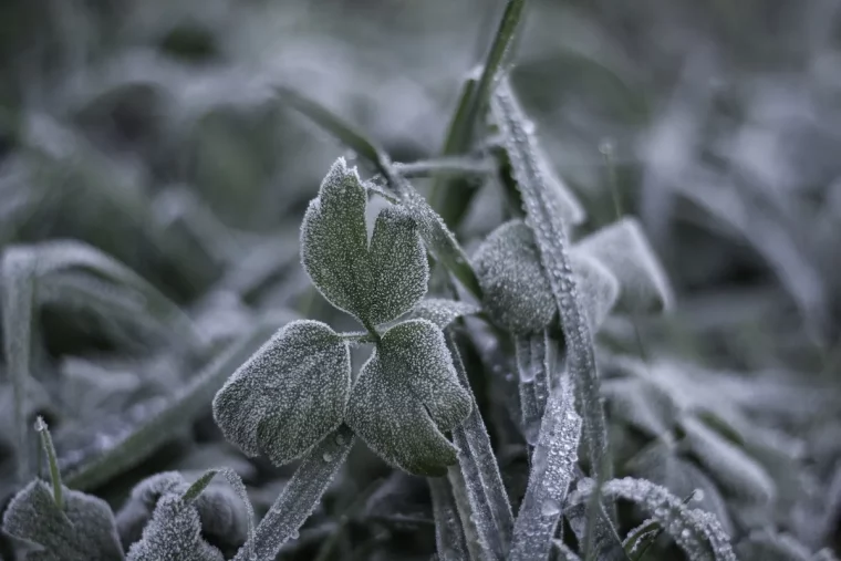 quelles plantes faut il absolument hiverner